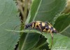 tesařík ozbrojený (Brouci), Rutpela maculata, Lepturini, Cerambycidae (Coleoptera)